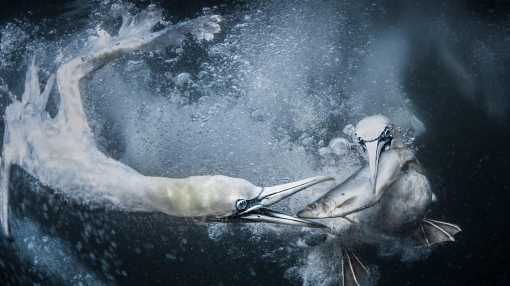 Британский фотограф Трейси Лунд получила главный приз за потрясающий портрет пары олуш, охотящихся у побережья Шетландских островов