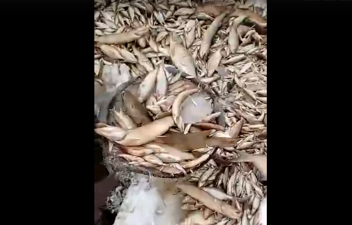 Скриншот видеозаписи с вылавливанием из Пышмы мёртвой рыбы