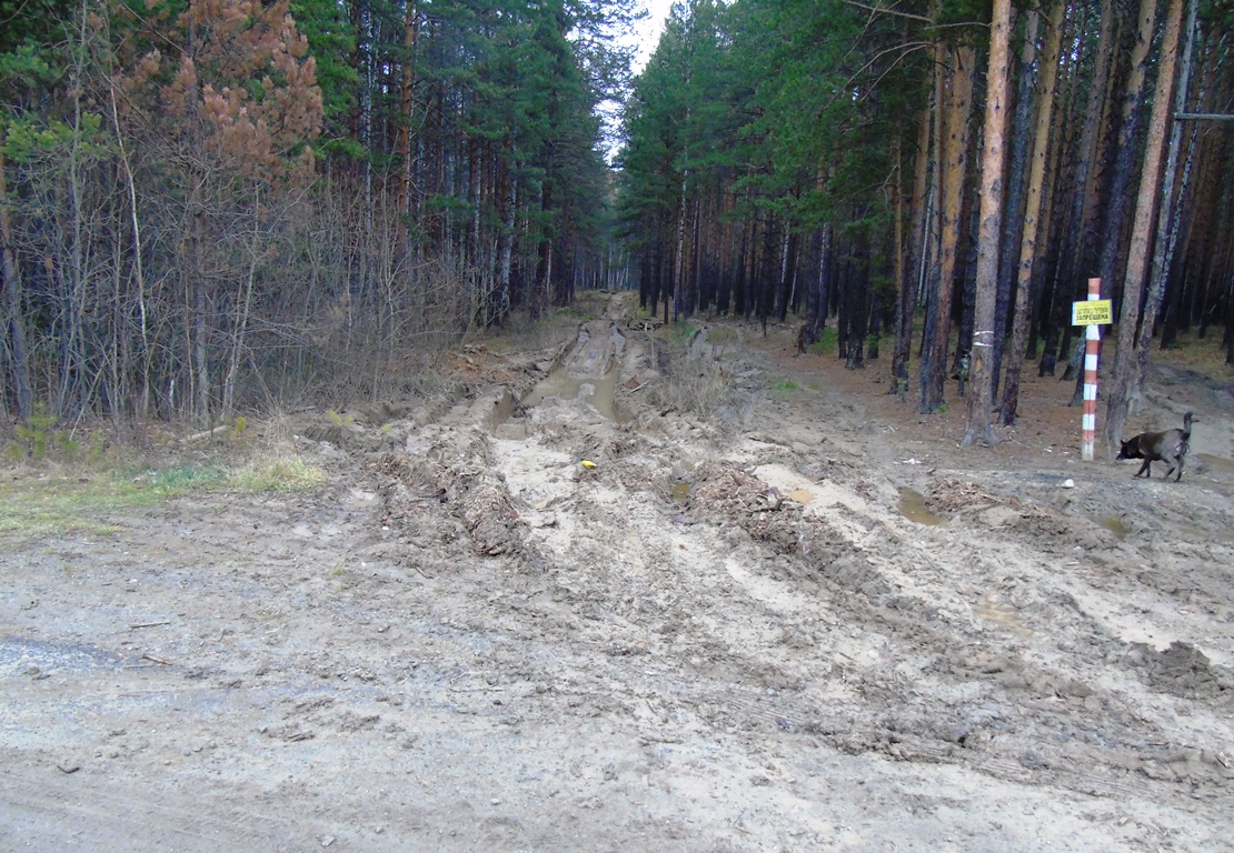 Лесная дорога за кладбищем, испорченная лесовозами 