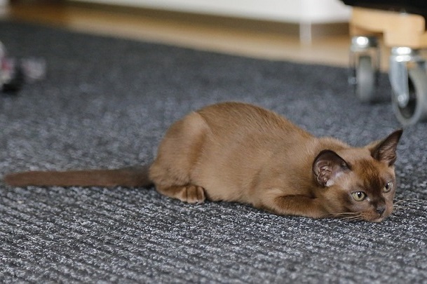 Бирманская кошка отличается особенным окрасом - у неё тёмные ушки, мордочка и хвостик
