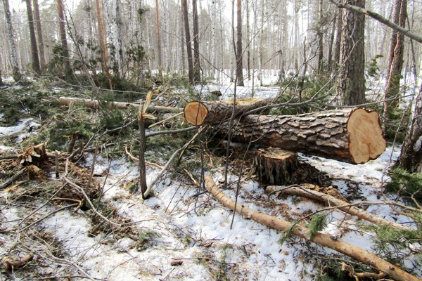 В конце марта и начале апреля две незаконные делянки были выявлены на Сарапульском участке лесничества. Полиция задержала лесорубов с поличным