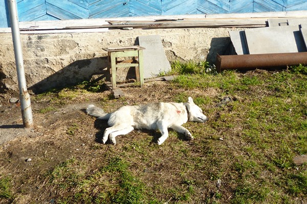 Пёс Барон в считанные минуты скончался возле своего дома от инъекции неизвестным веществом